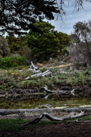 Maria Island-11