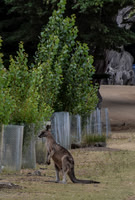 Maria Island-14