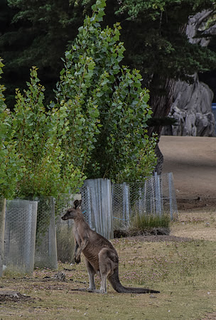 Maria Island-14