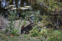Maria Island-16