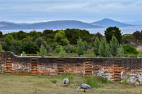 Maria Island-13